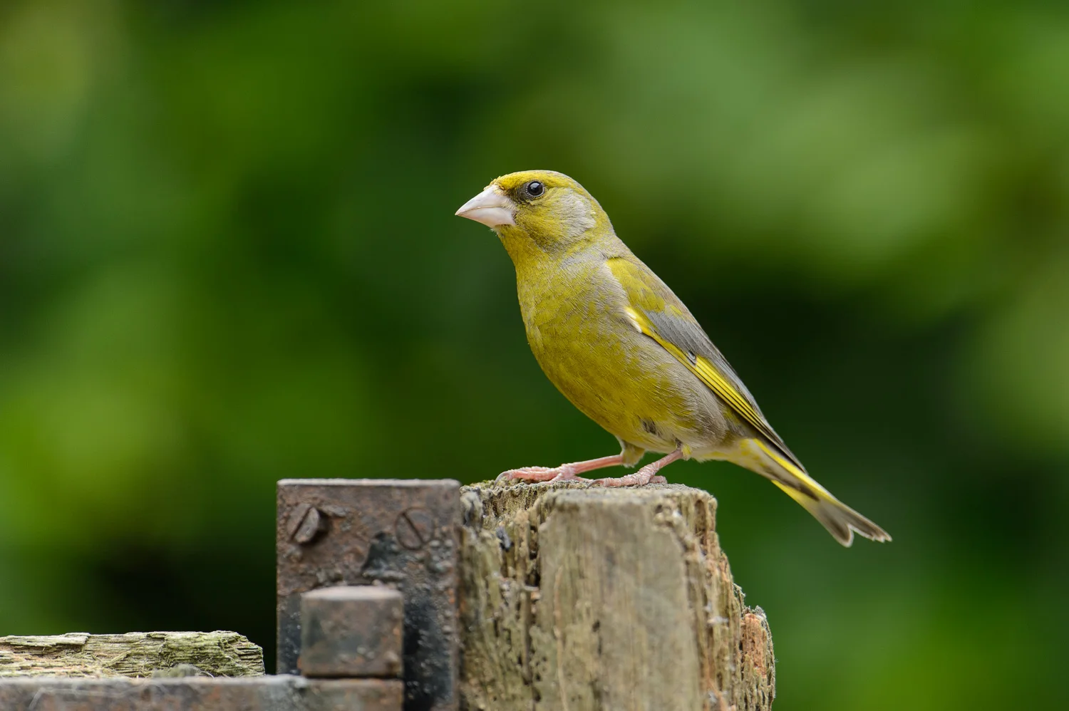 Greenfinch