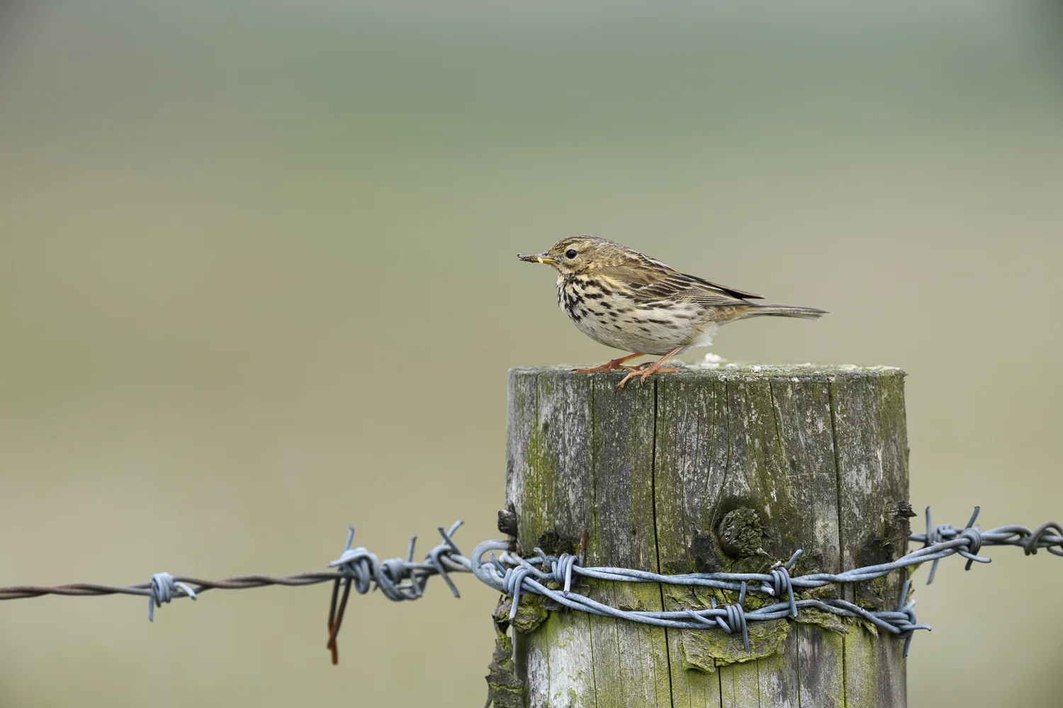 Meadow Pipit