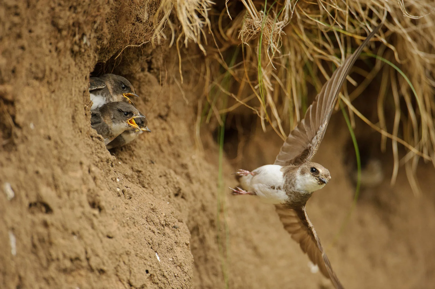 Sand Martins