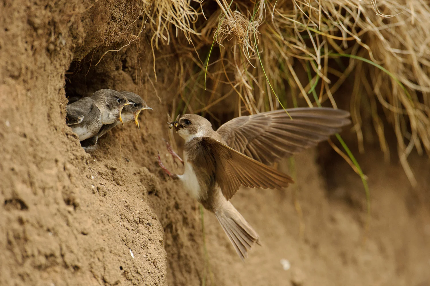 Sand Martins