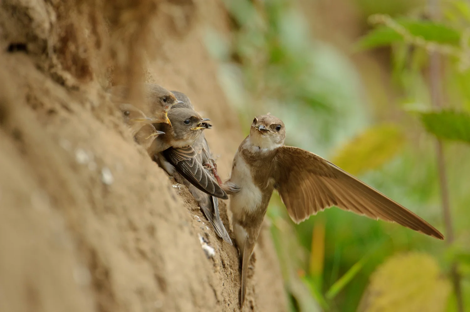 Sand Martins