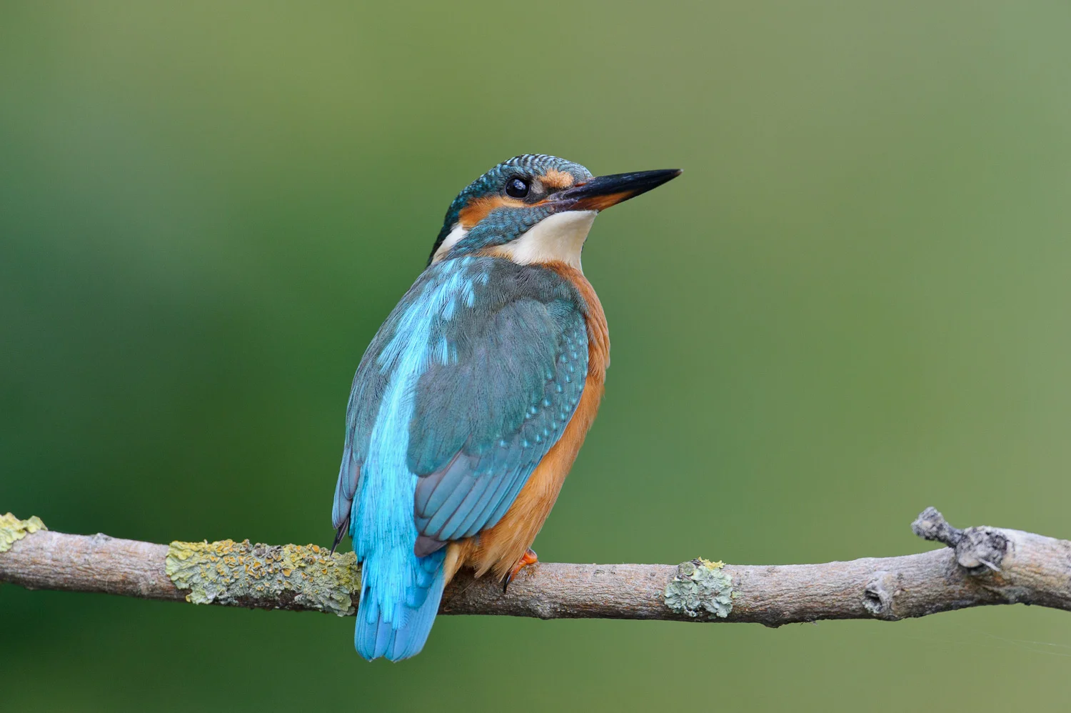 Kingfisher