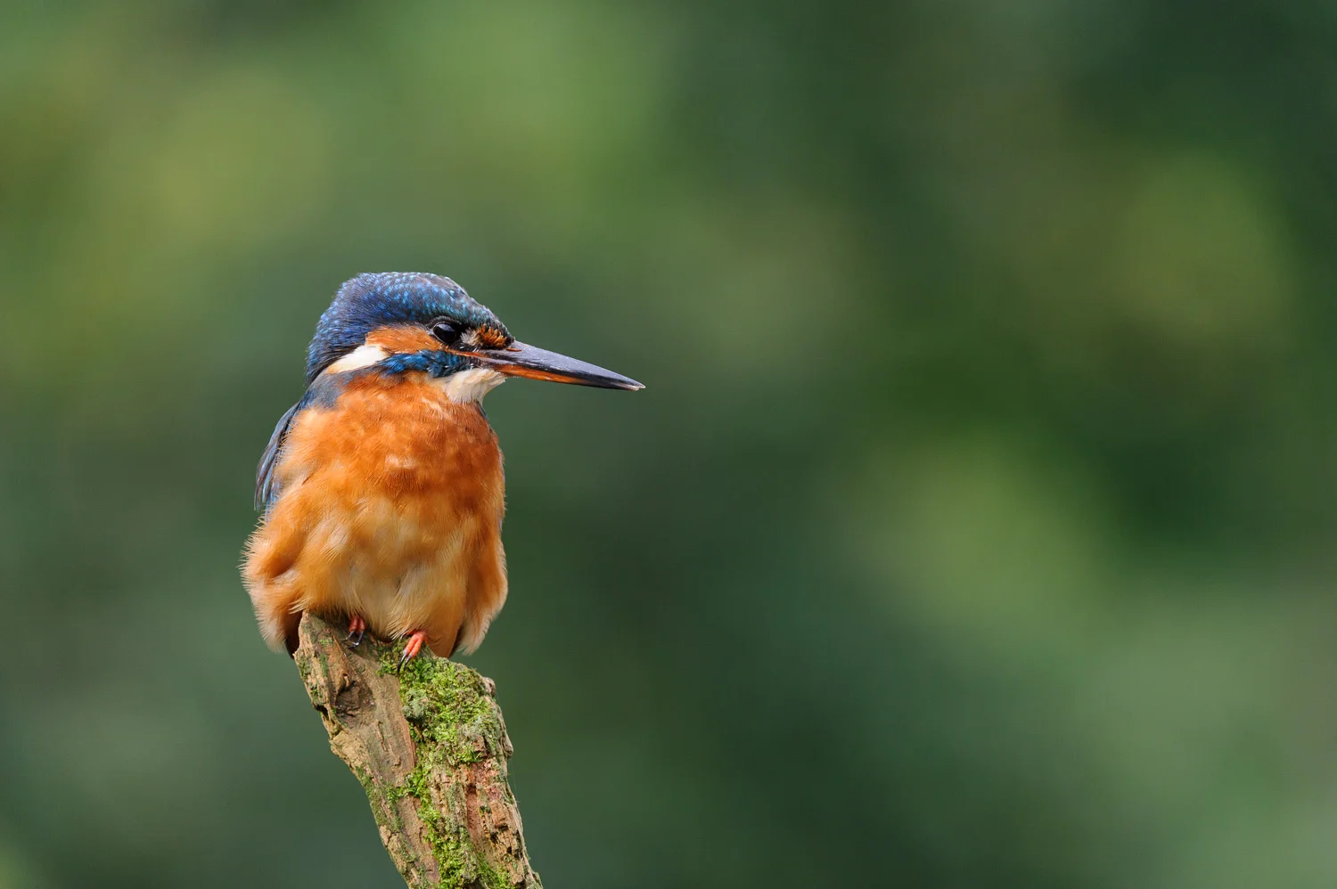 Kingfisher