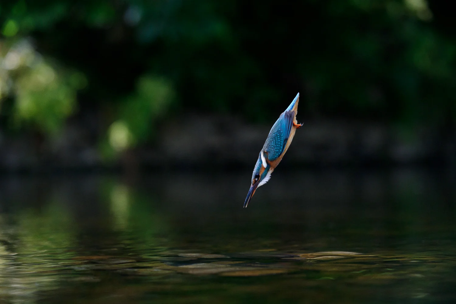 Dive!