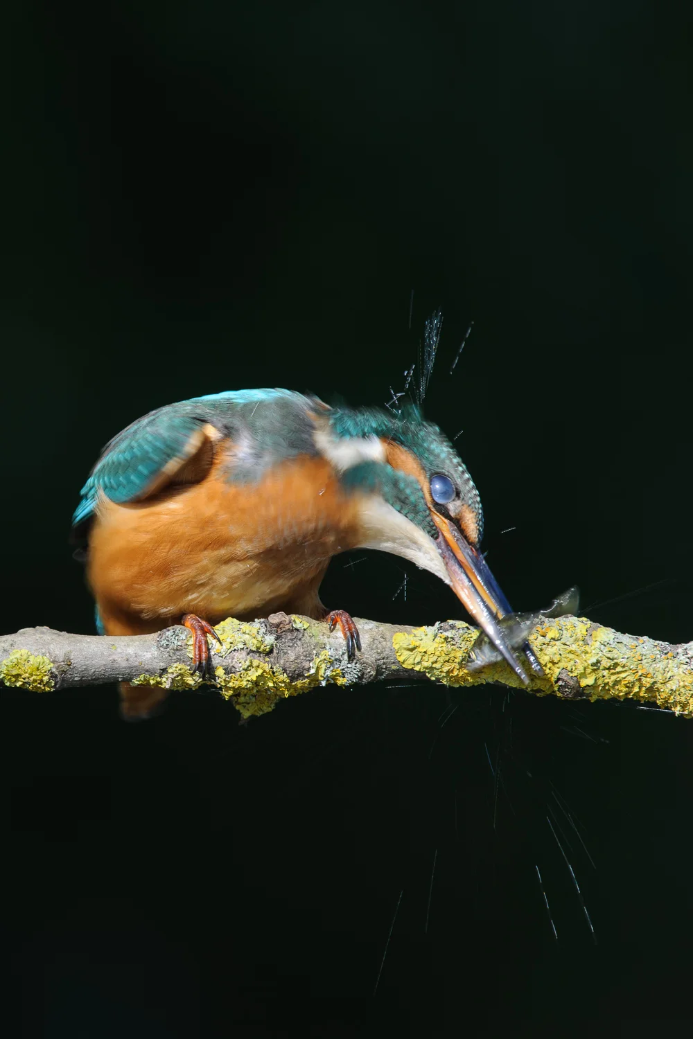 Kingfisher Stunning Fish