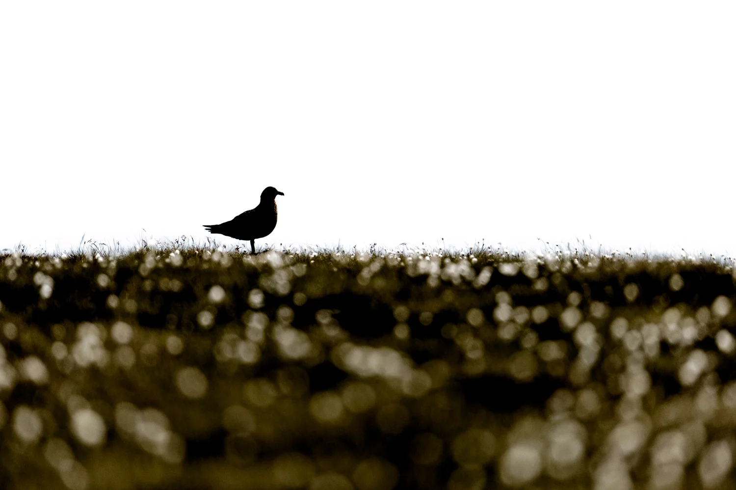 Great Skua
