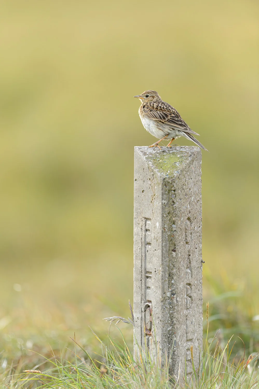 Skylark