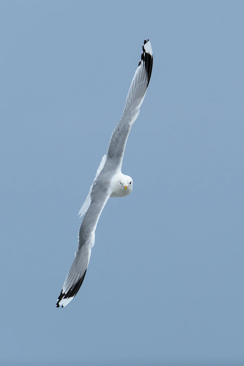 Kittiwake