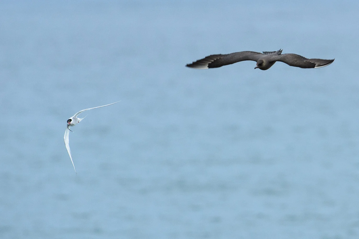 Arctic Skua and Artic Tern