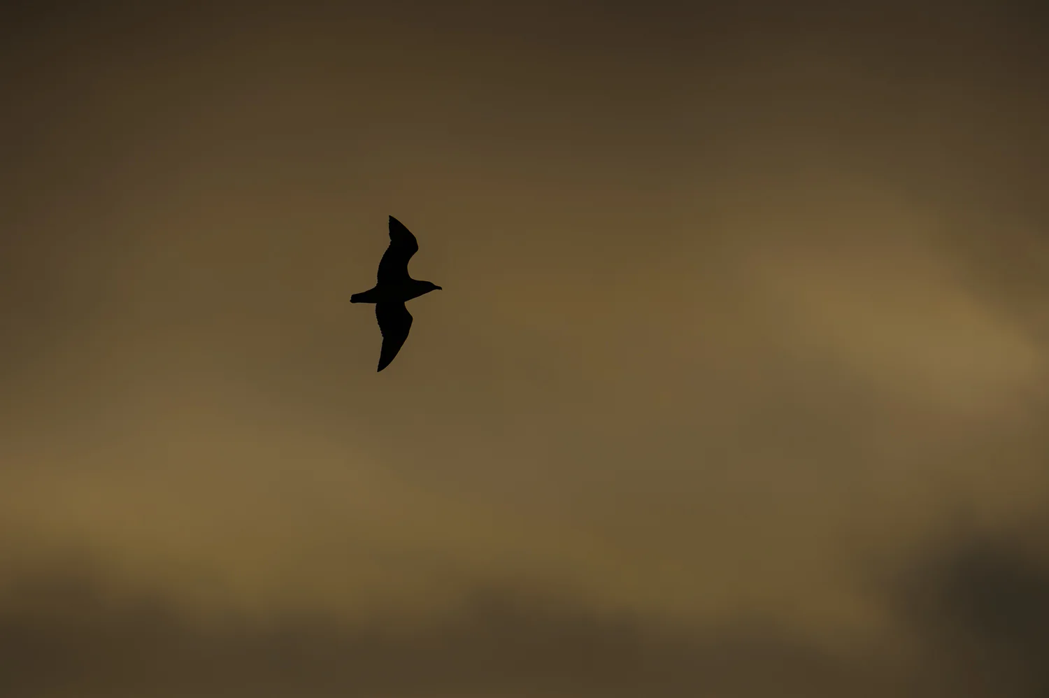 Great Skua