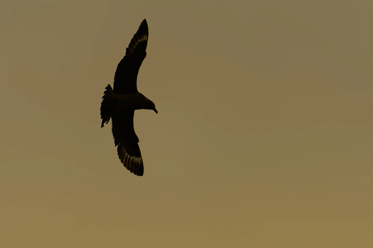 Great Skua Silhouette