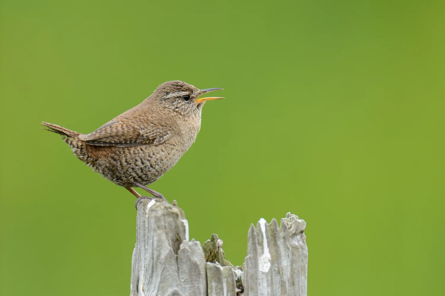 Shetland Wren