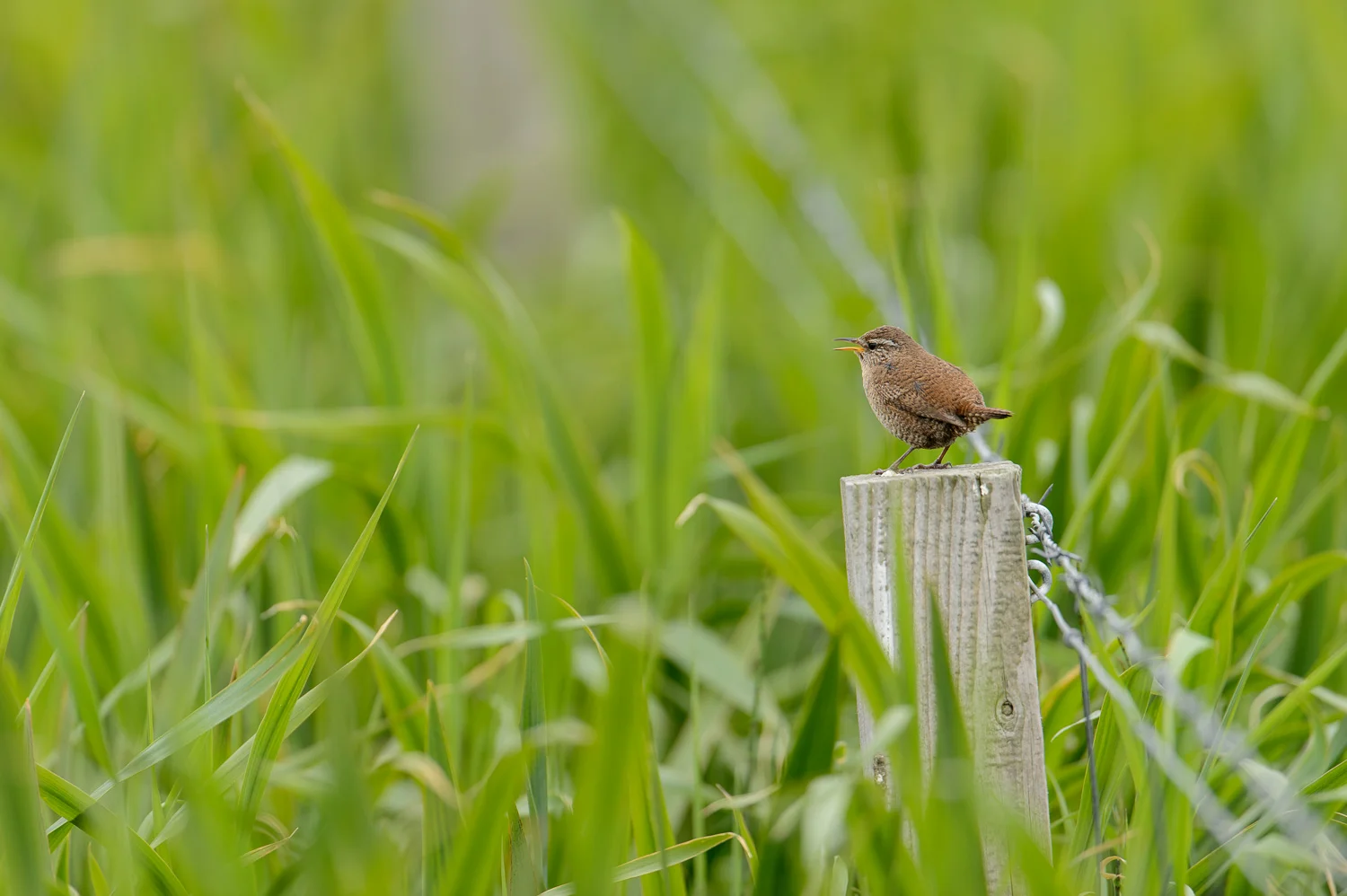 Shetland Wren