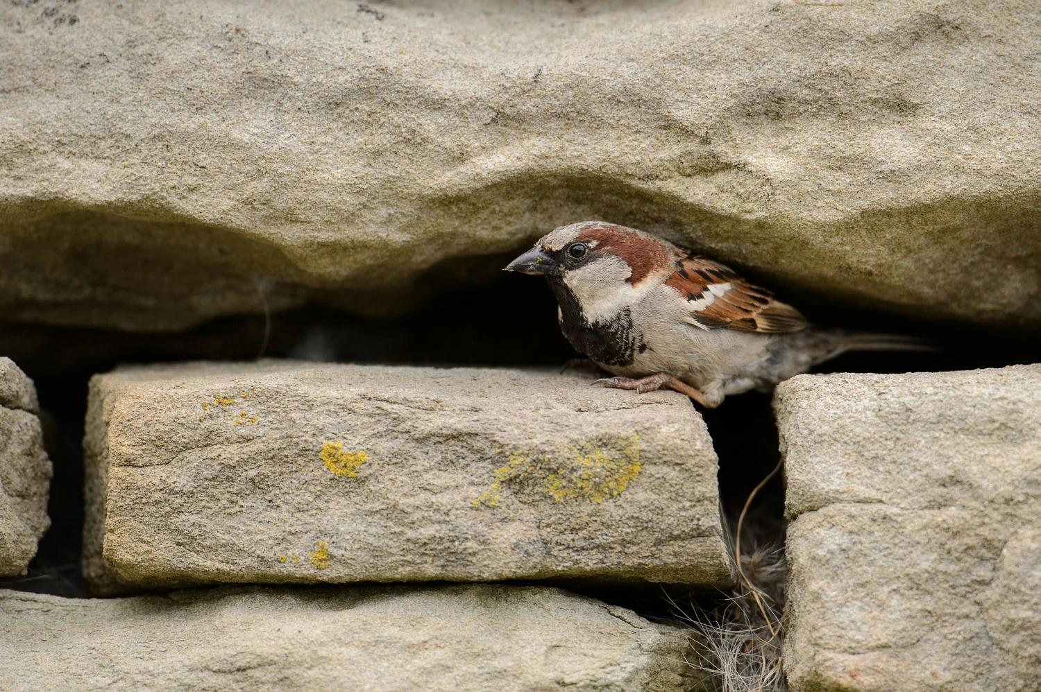 House Sparrow