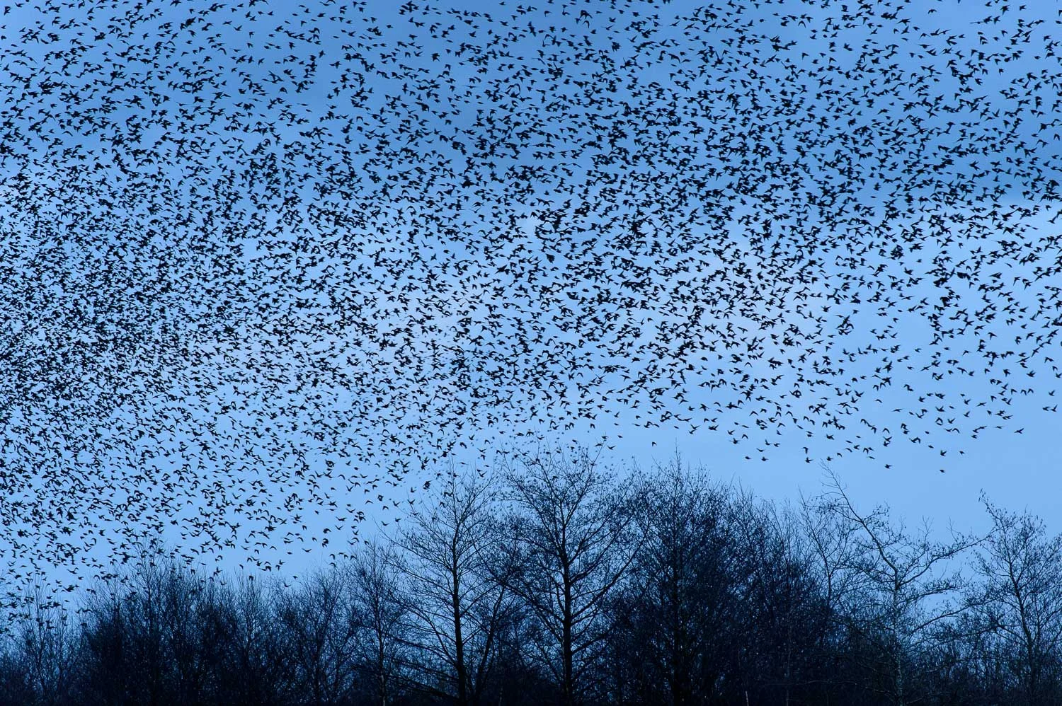Starling Murmuration