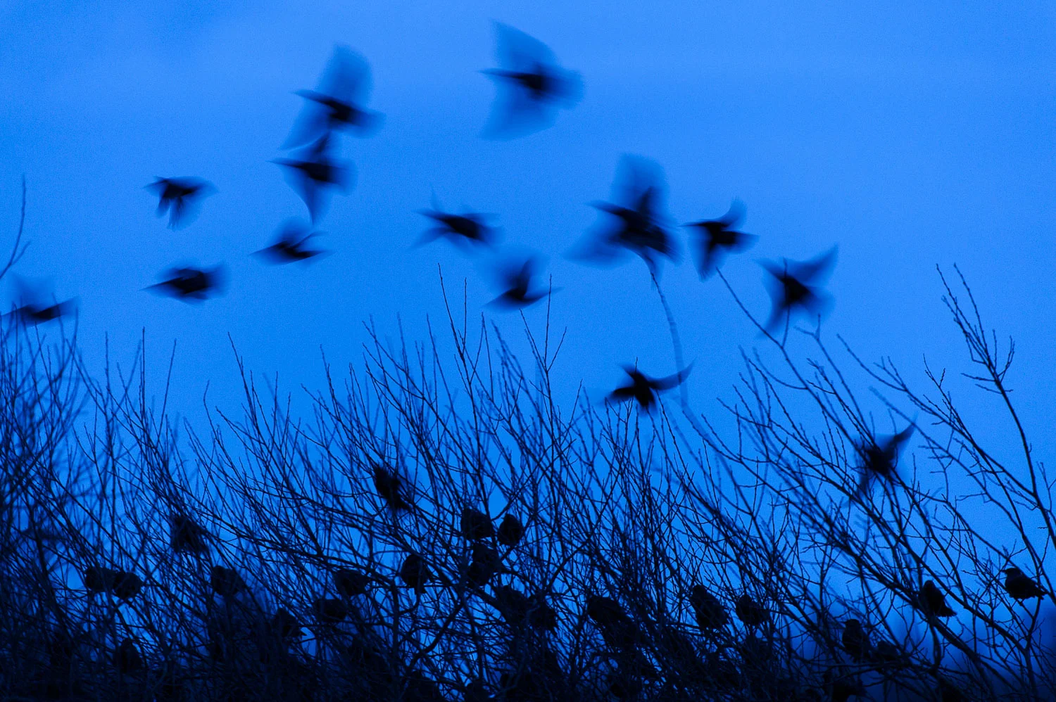 Starling Murmuration