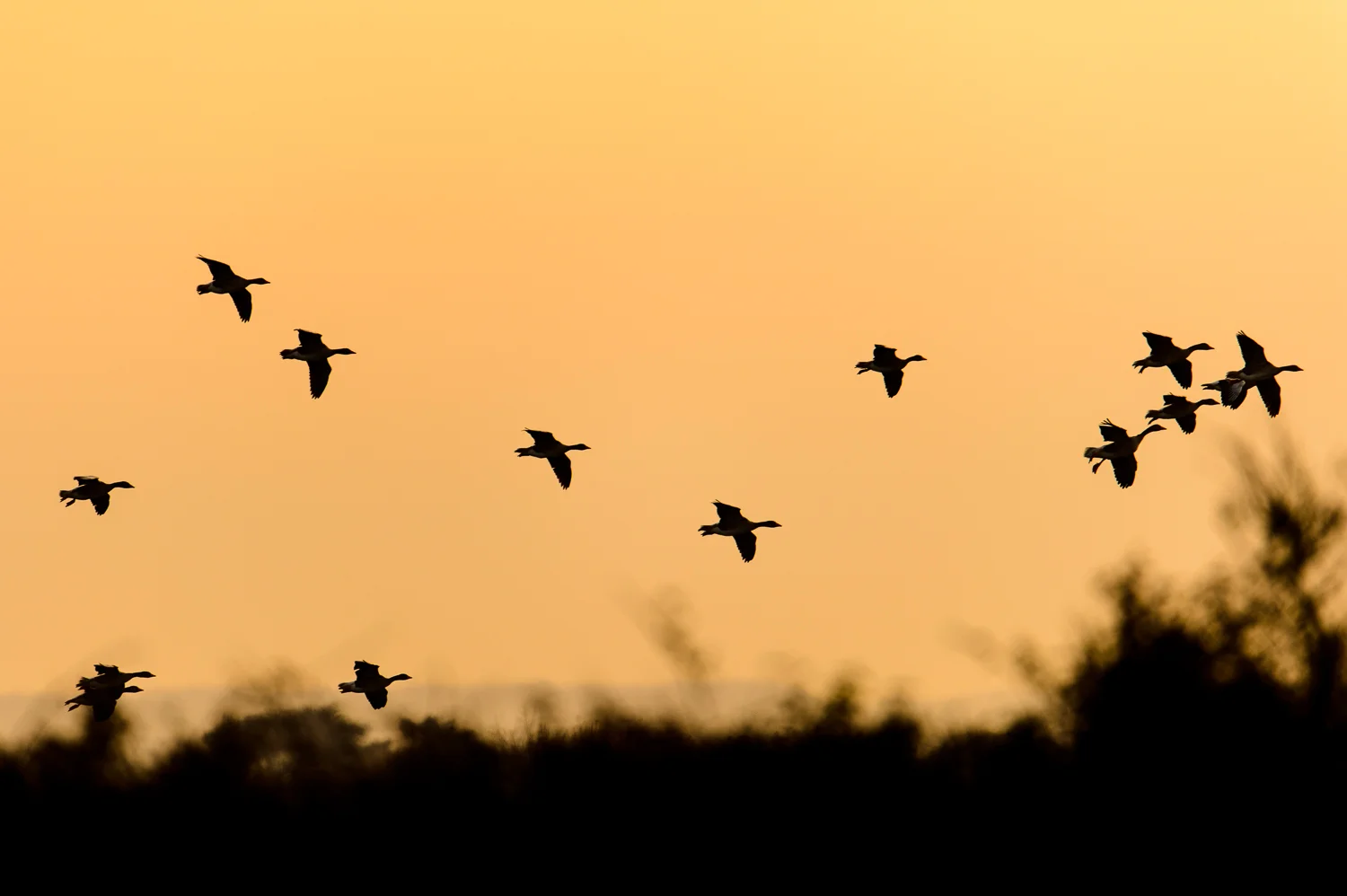 Dusk Geese