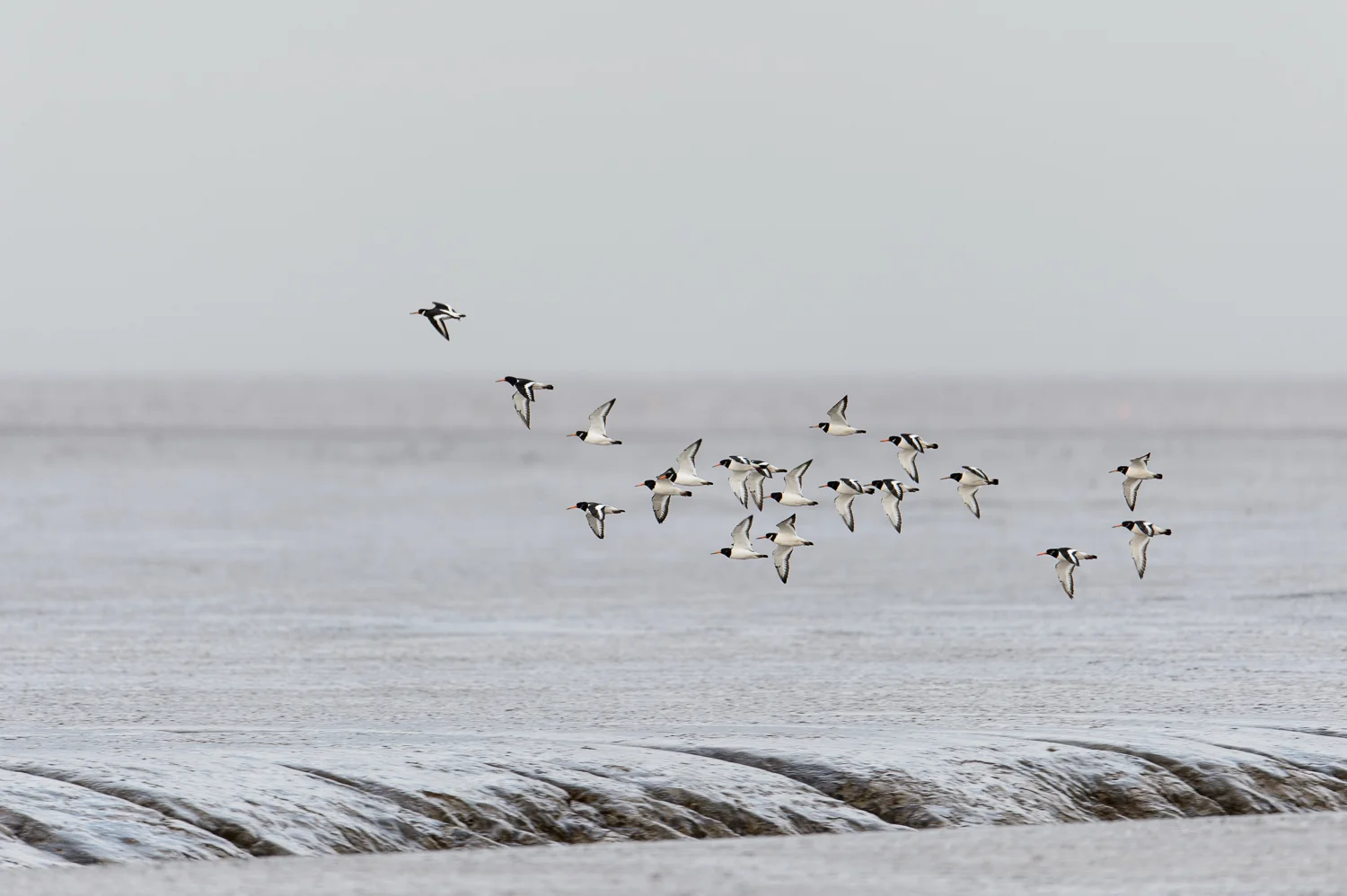 Oystercatchers in Flight