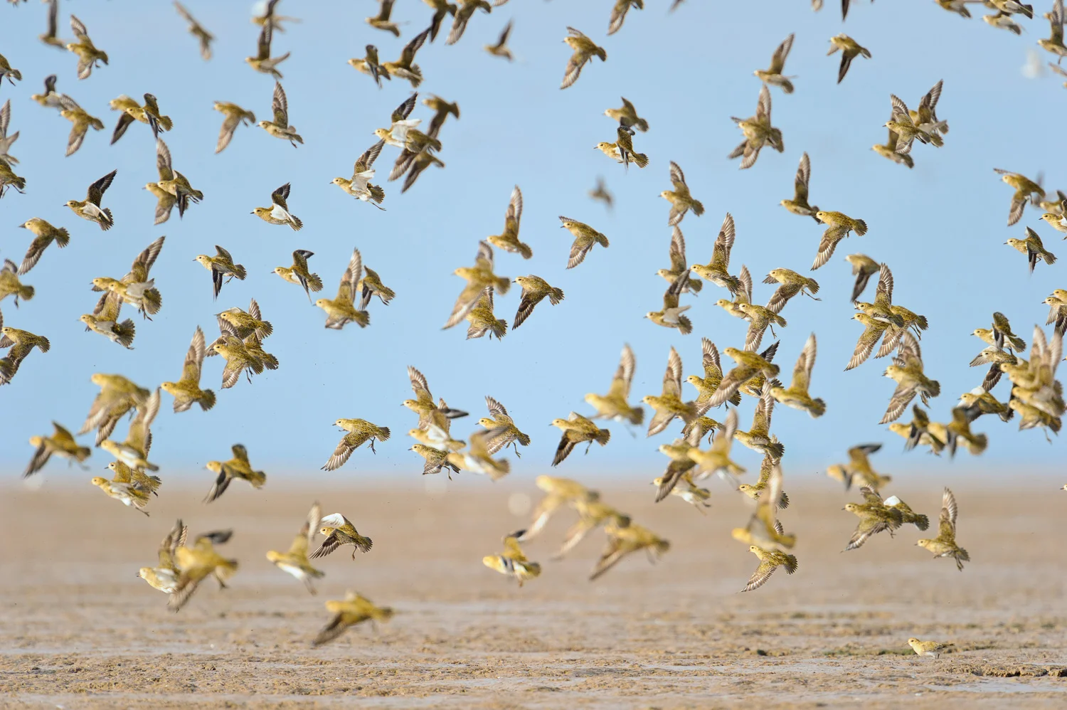 Golden Plover