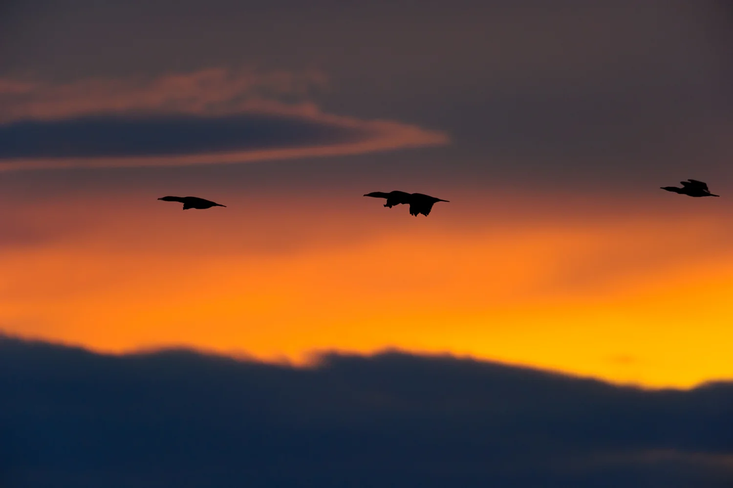 Cormorants in Flight