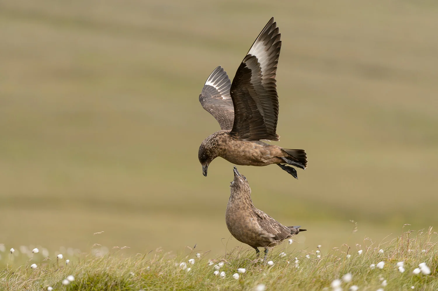 Great Skuas