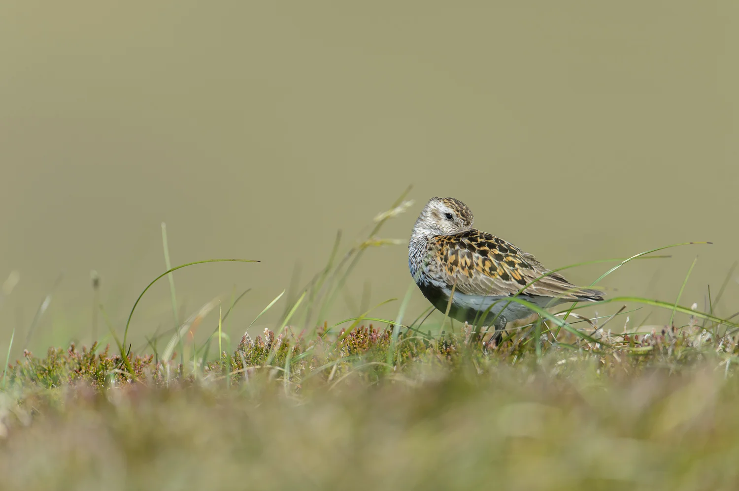 Dunlin