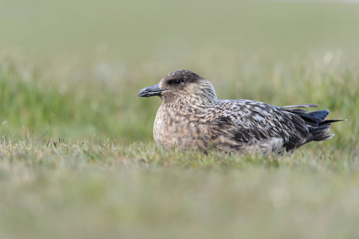 Great Skua