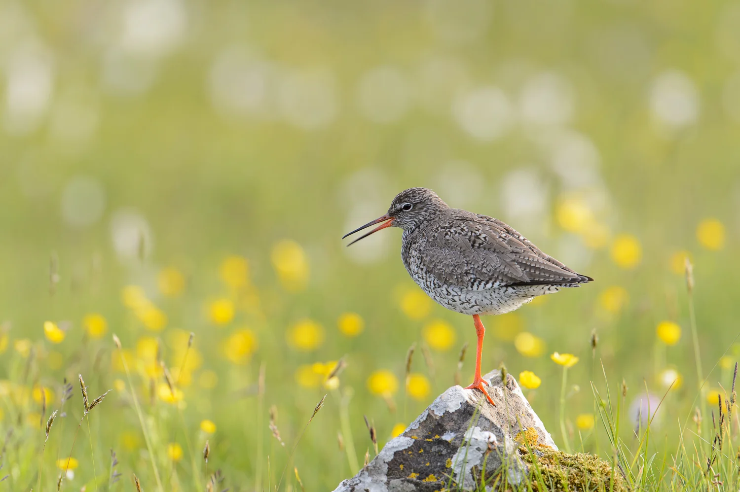 Redshank