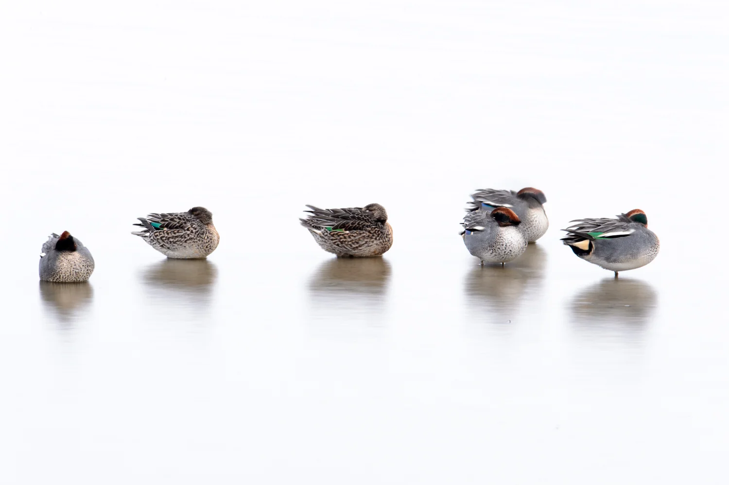 Roosting Teal