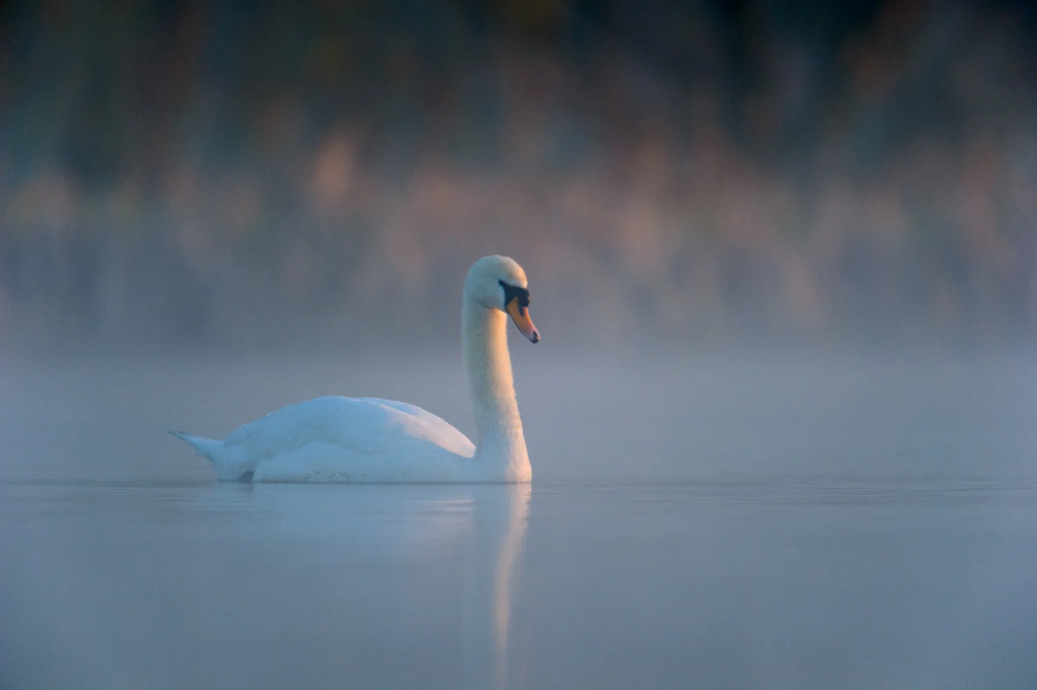 Mute Swan at Dawn