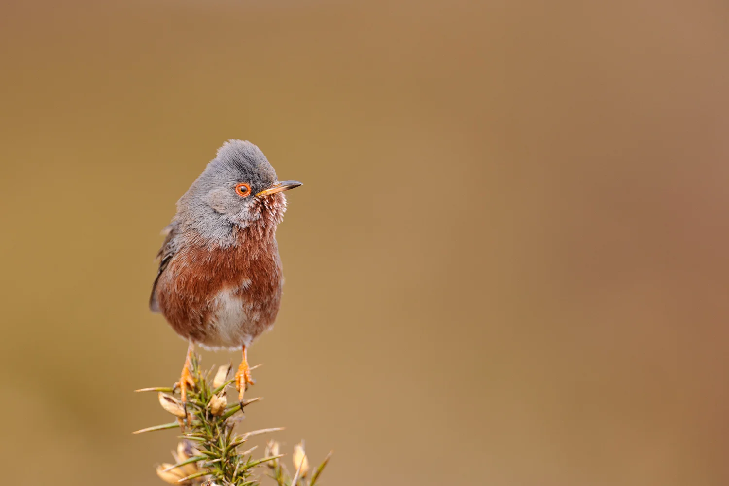 Dartford Warbler