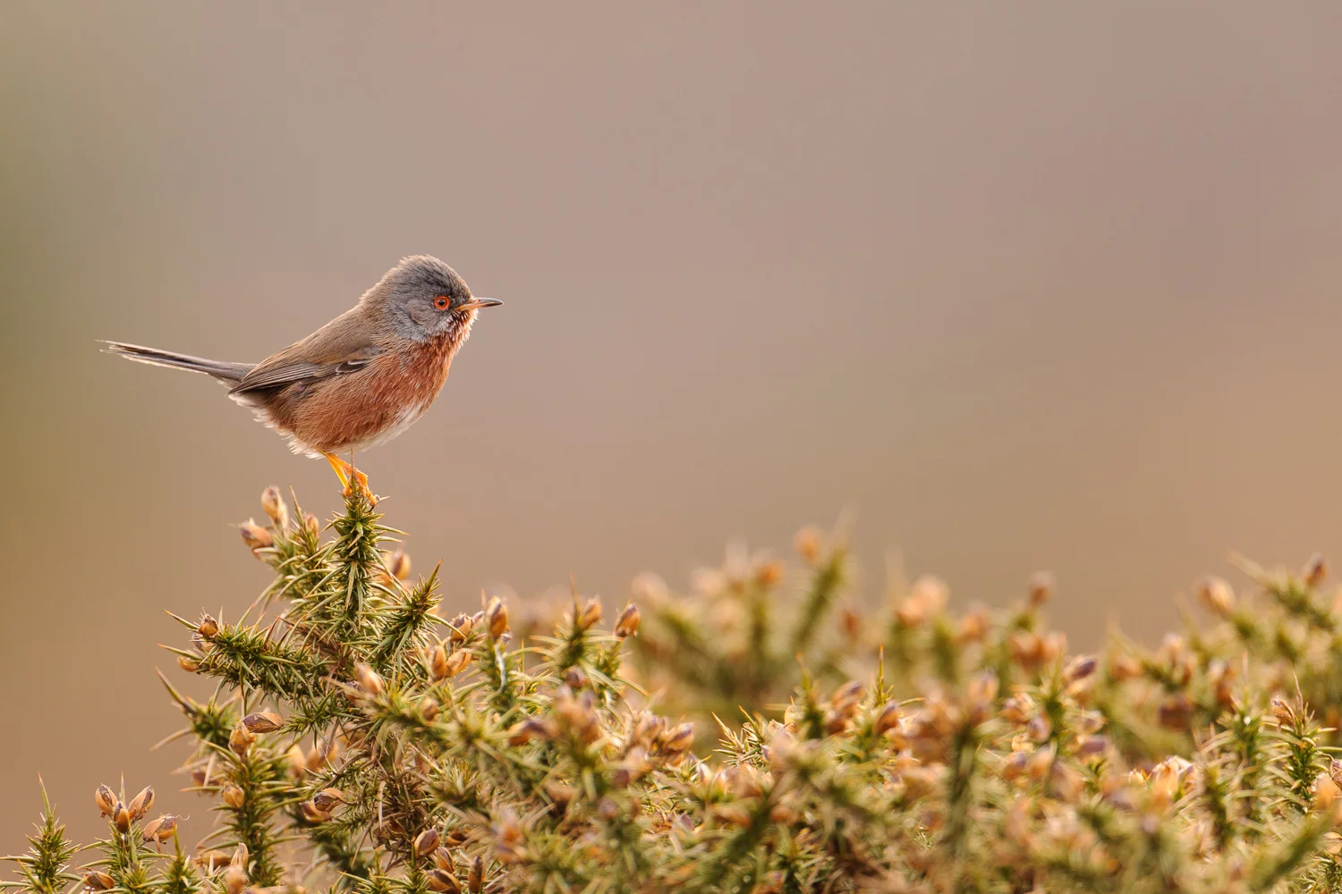 Dartford Warbler