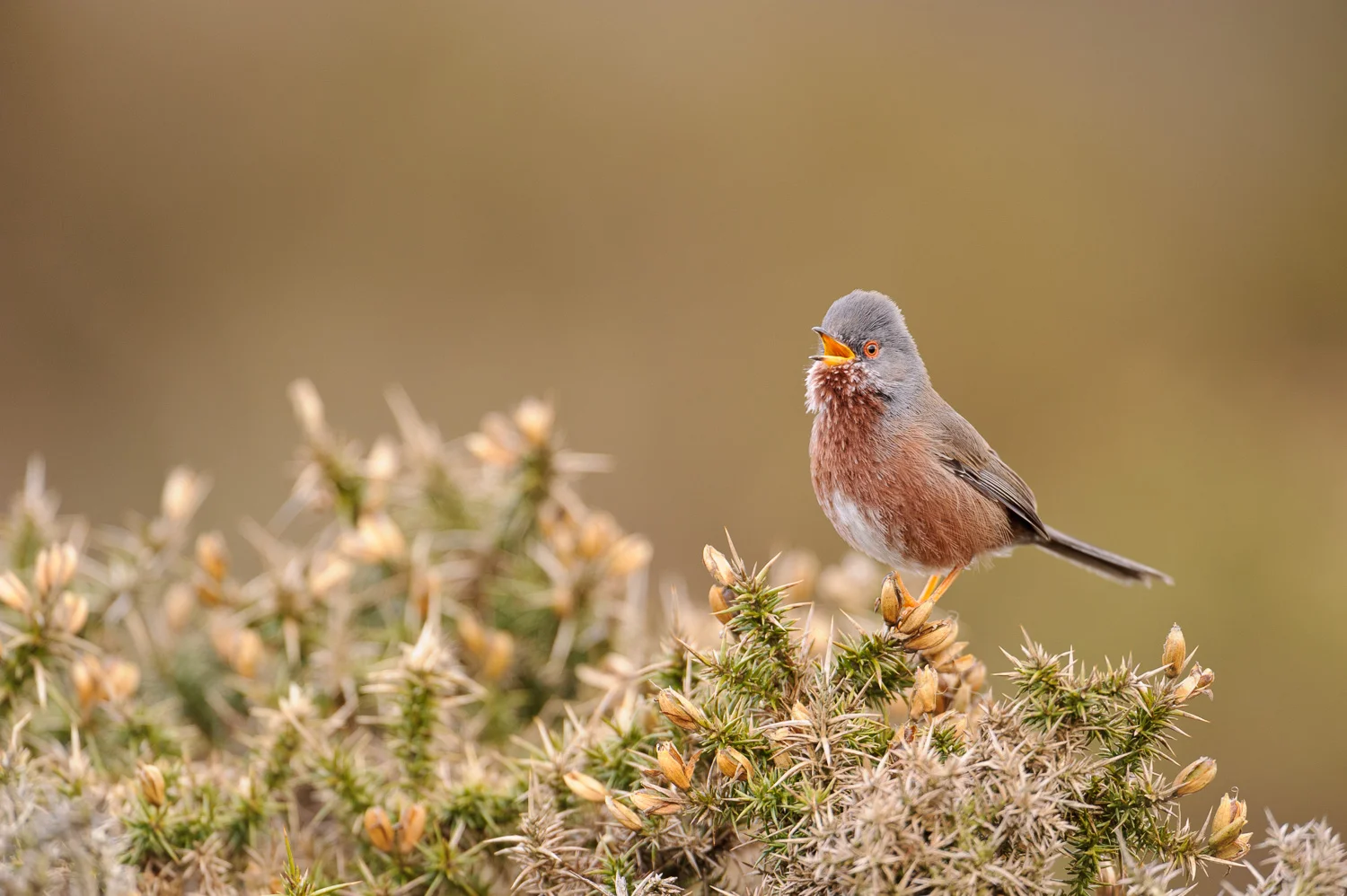 Dartford Warbler