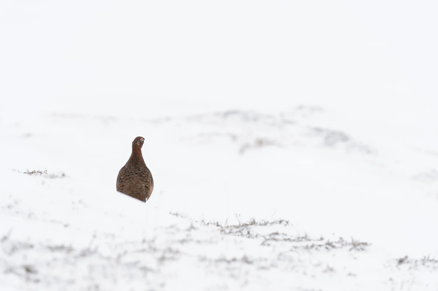 Red Grouse