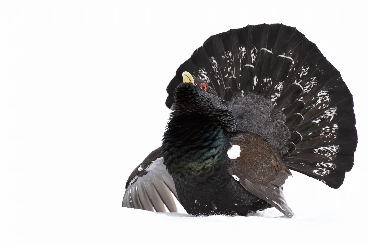 Capercaillie