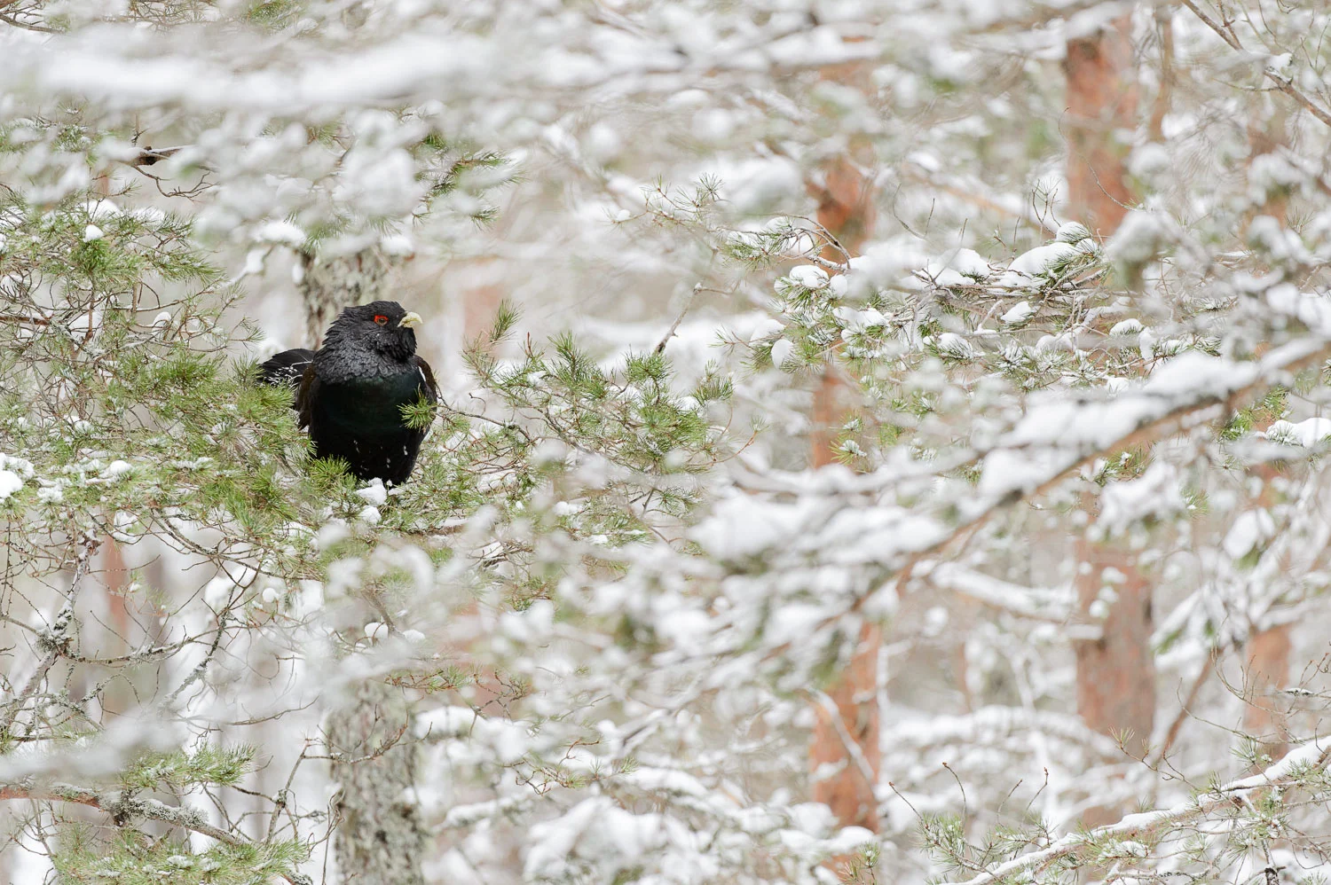 Capercaillie in Snowy Pines