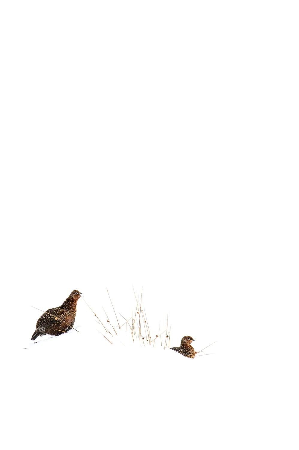 Red Grouse