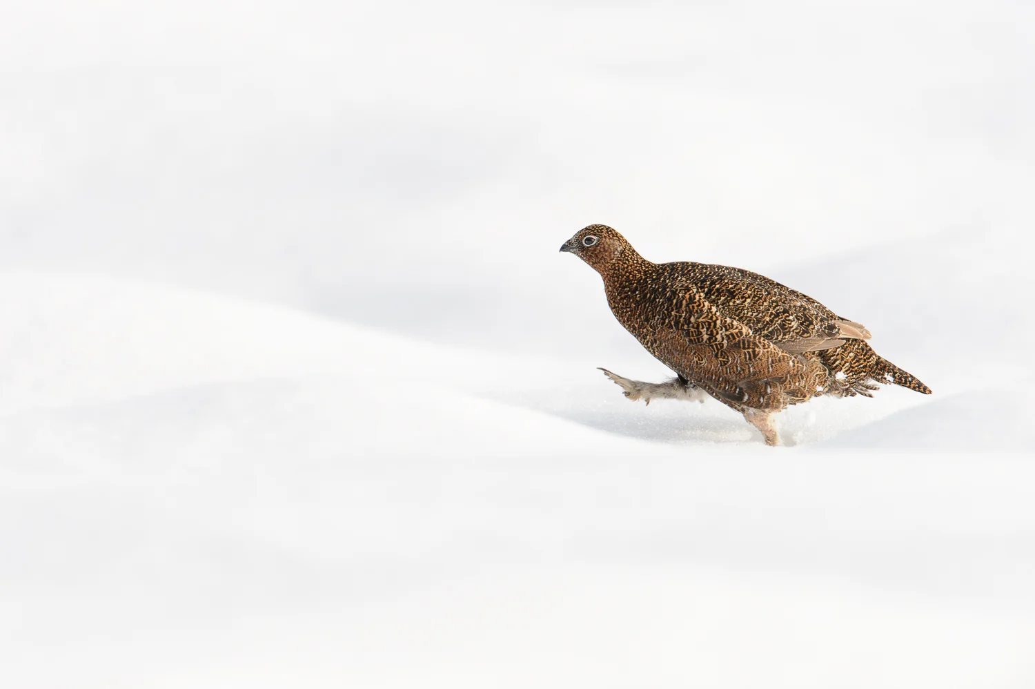 Red Grouse