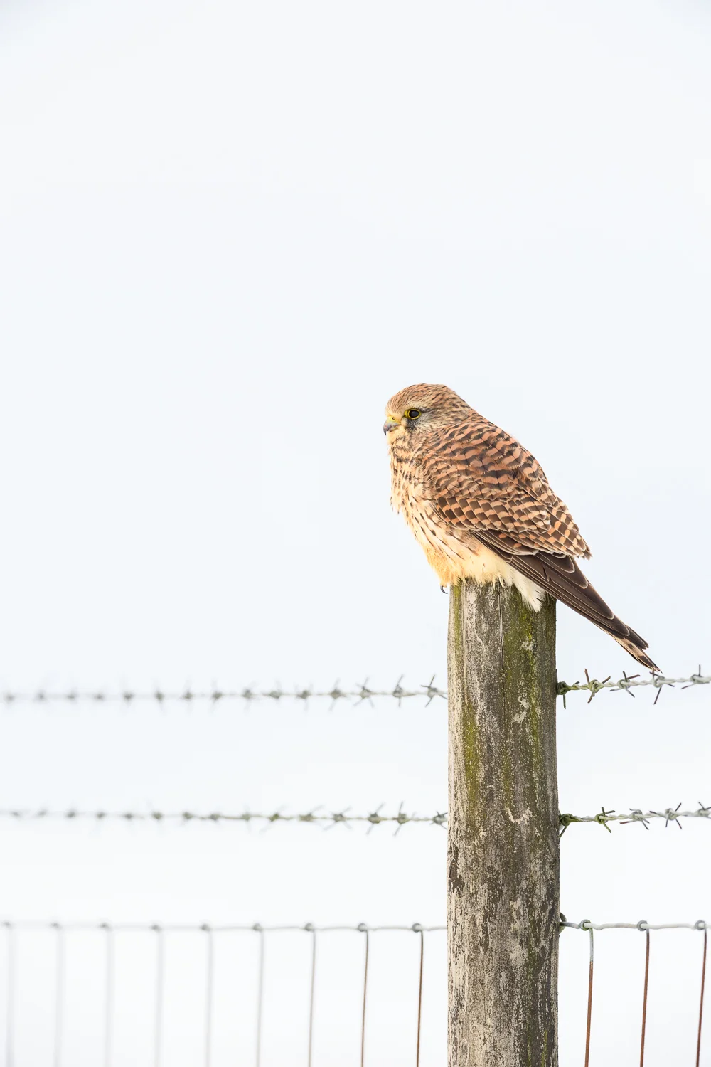 Kestrel in a Wintry Peak District