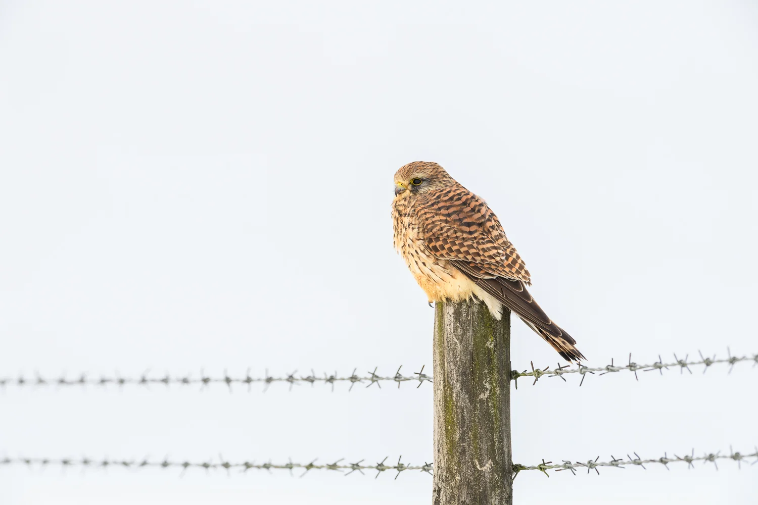 Kestrel in a Wintry Peak District