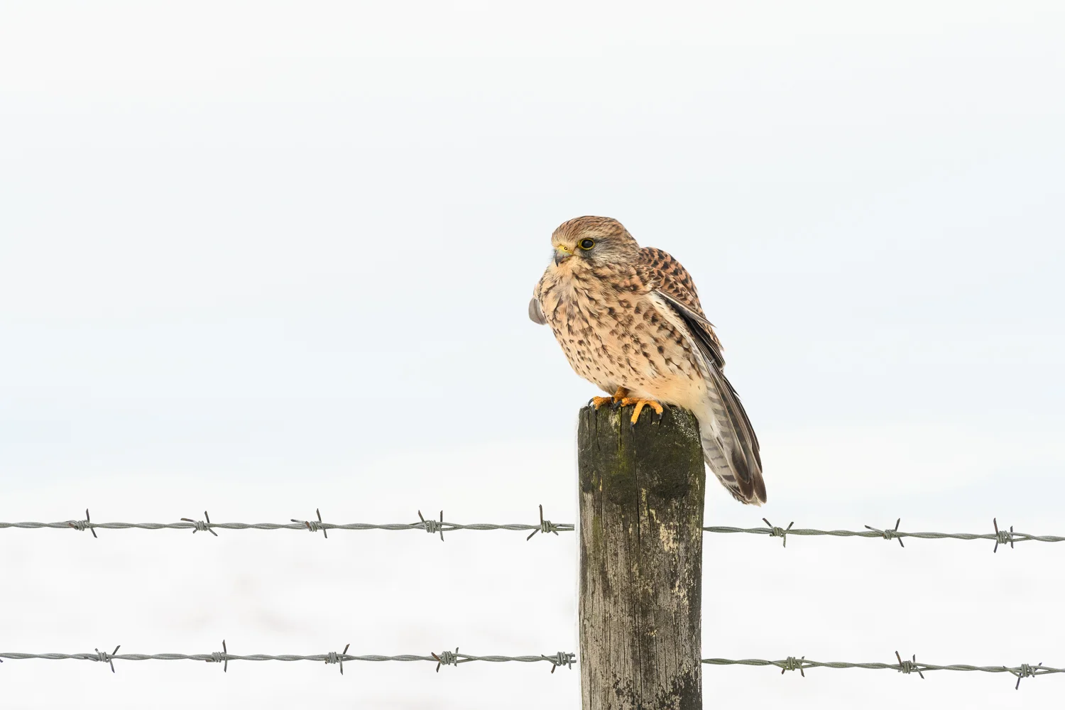 Kestrel