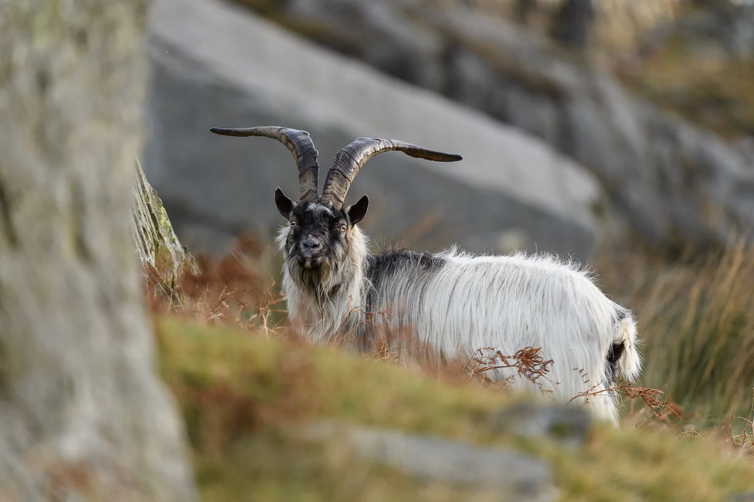 Welsh Mountain Goat Billy