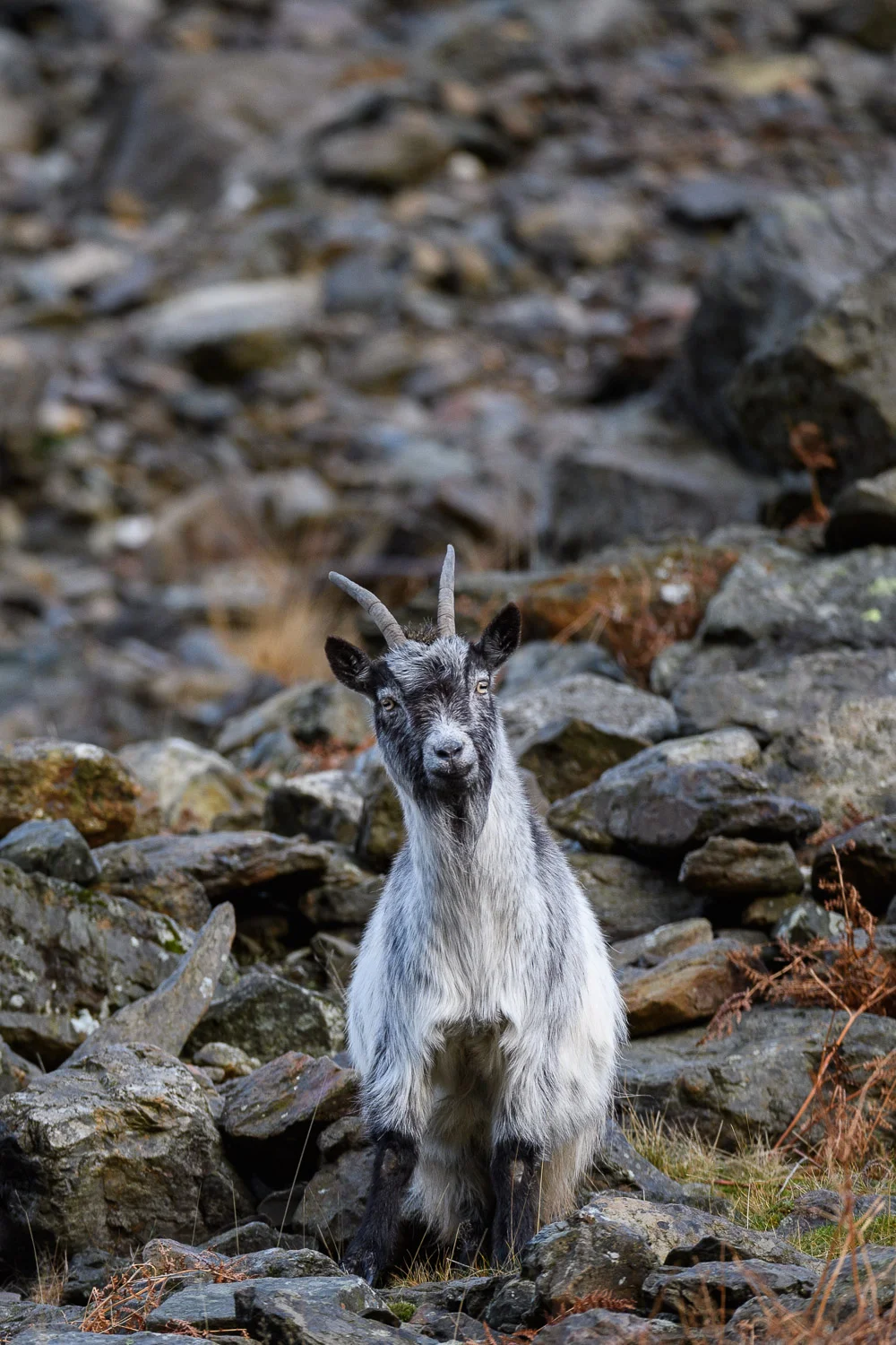Welsh Mountain Goat Nanny