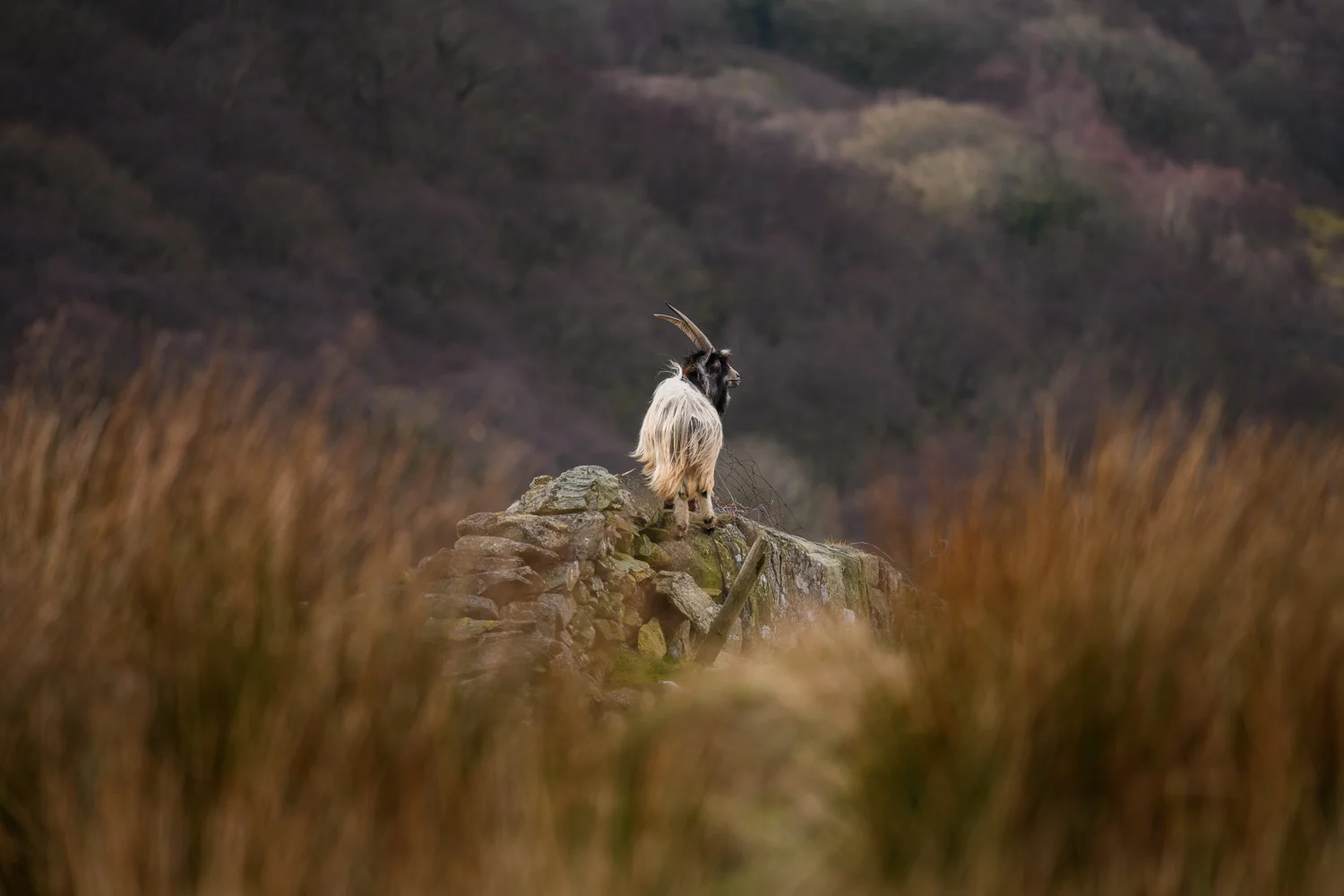 Welsh Mountain Goat Billy