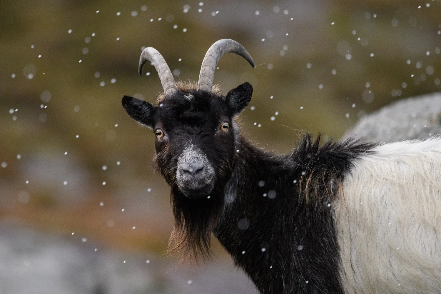 Welsh Mountain Goat Nanny