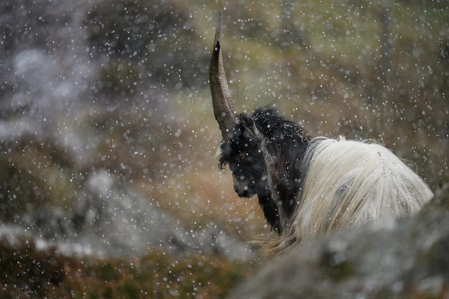 Welsh Mountain Goat Billy