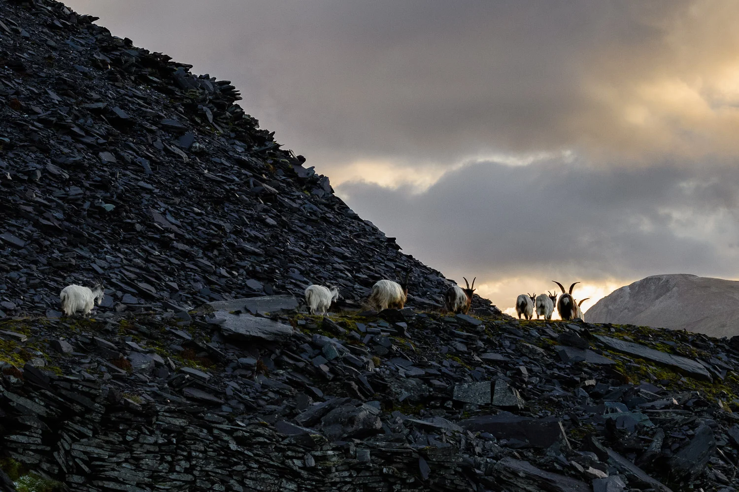 Welsh Mountain Goats