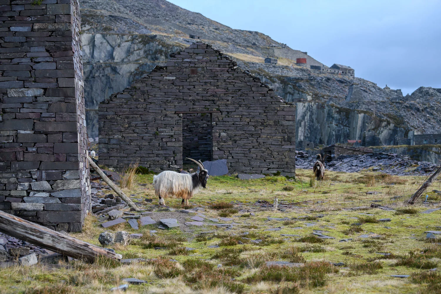 Welsh Mountain Goats in Dinorwic Quarry