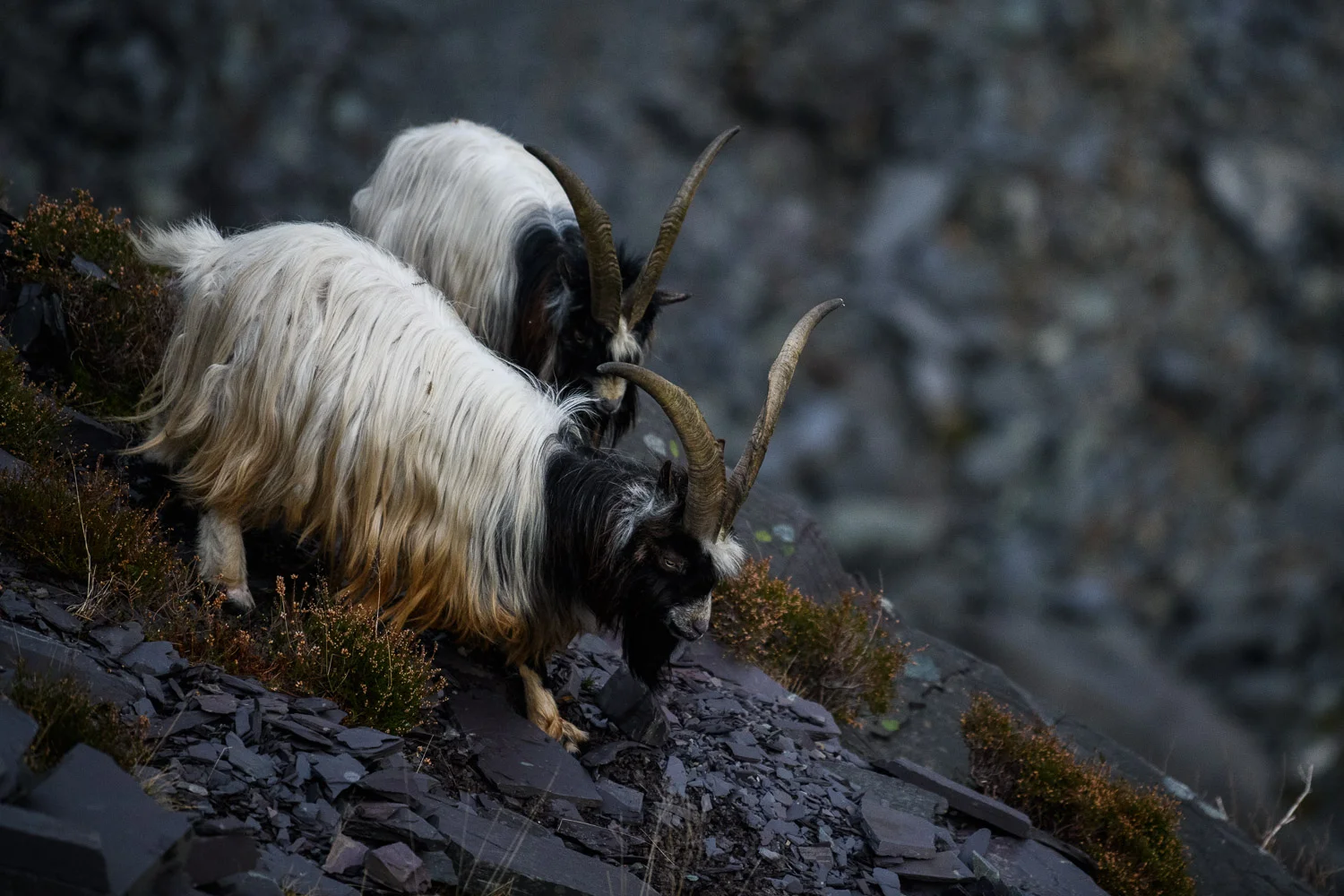 Welsh Mountain Goat Billys