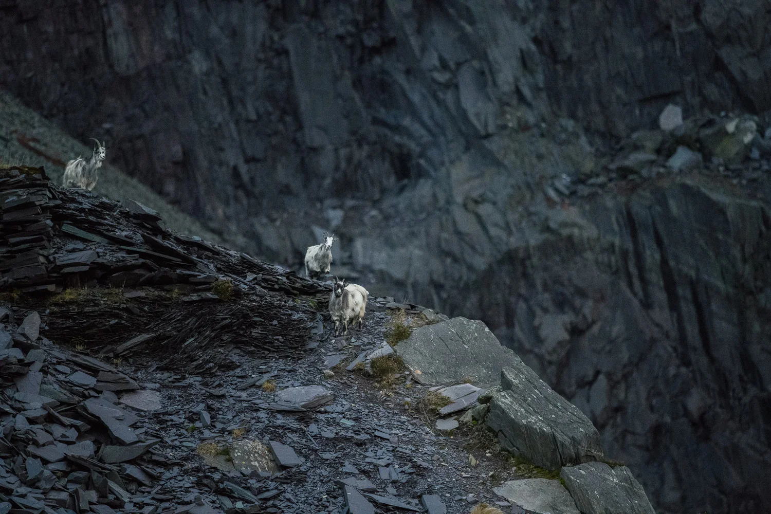 Welsh Mountain Goats in Dinorwic Quarry